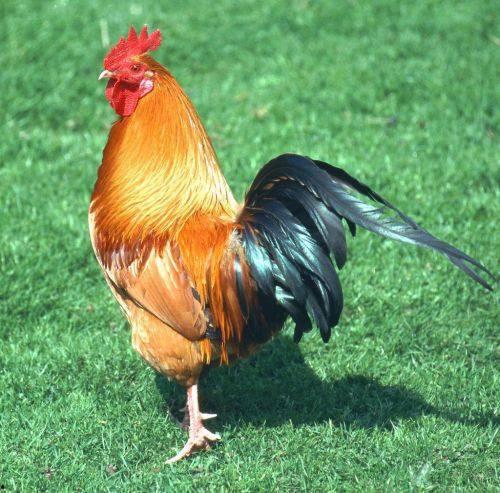 坏鸡爪子爆料视频下载,下载背后的真相与争议  第2张